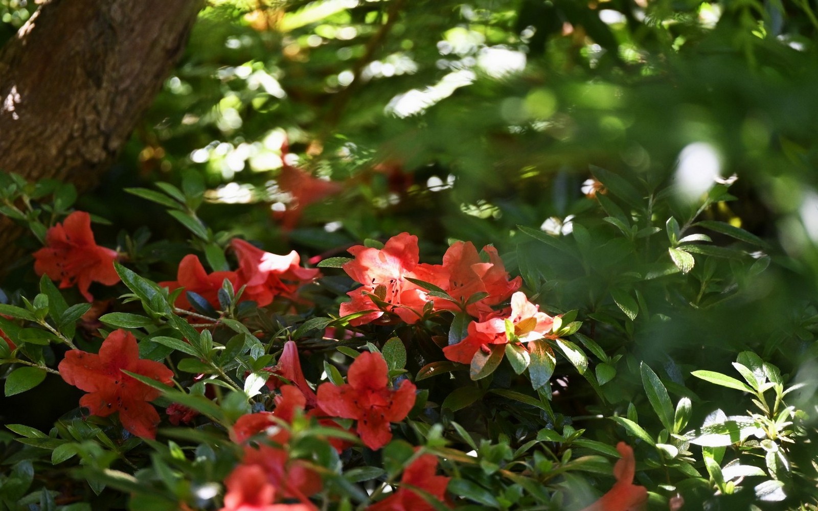 110-mdl_1600-42-1.jpg