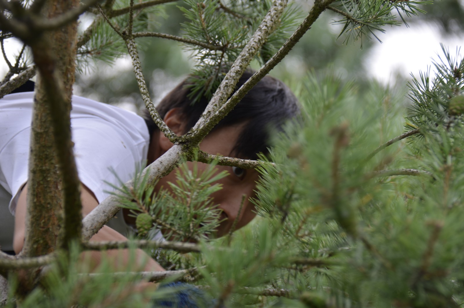 Beskaering-foreningen-japanske-haver_1600_15.jpg