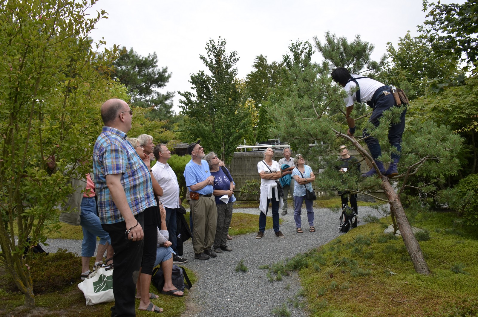 Beskaering-foreningen-japanske-haver_1600_19.jpg