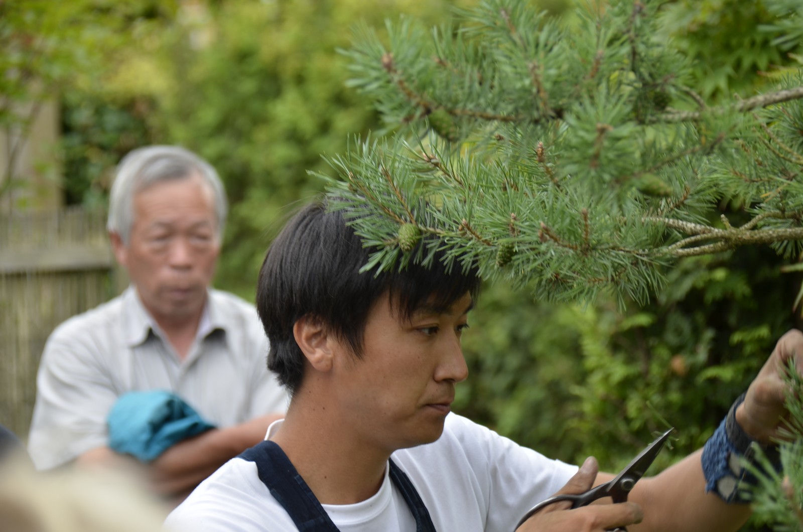 Beskaering-foreningen-japanske-haver_1600_22.jpg
